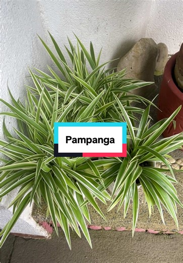 back home in pampanga to get some plants from my mom’s garden #fyp