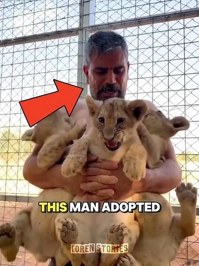 Orphaned Lion Cubs Adopted by Man! 🦁🐾
