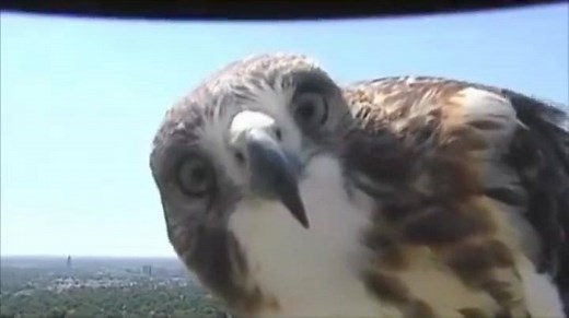 Hello, Mr. Hawk! A hawk was very interested in a weather camera in Lincoln, Nebraska, and the result was this funny video. http://www.kcci.com/national/hawk-takes-long-look-at-tv-sky-view-camera/40890036 | KCCI