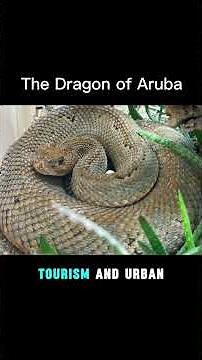 Dragon of Aruba | Narrated Animal Profile | Rarest Rattlesnake in the World | Aruba Rattlesnake