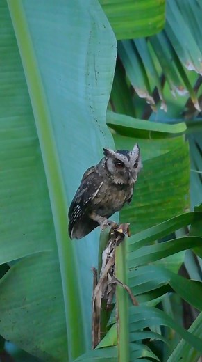 6.6K views · 589 reactions | The silent observer, the wise one黎 Indian Scops Owl Nikon D7500 with Nikkor 200-500mm | Riyajul Islam | Facebook