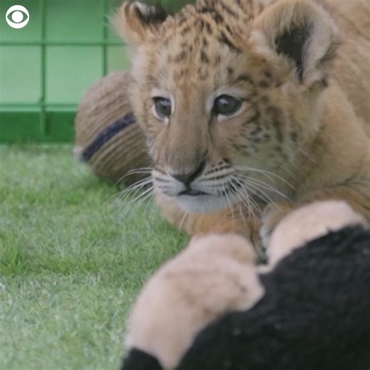 CUB CUTIE: A liger cub was seen playing with toys in his enclosure at a private zoo in Romania recently. He's a two-month-old rare lion-tiger hybrid, with a lion father and tiger mother. The two species don't normally interbreed in the wild as they live on different continents but can mate in a controlled environment, according to the zoo owner. Big Cat Rescue, an animal sanctuary, says ligers are usually larger than both parents but are more likely to die young due to birth defects. | CBS Newsp