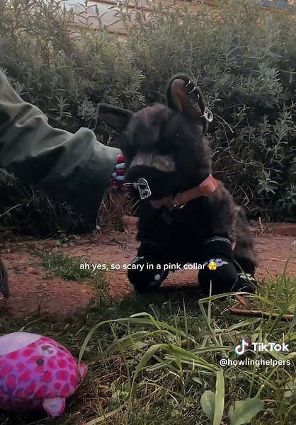 take away his gear slap a pink collar on and I present to you a whole another version of Riley #essa #essacommunity #comfortplush #essadog #roleplay #plush #dssa #fyp #essas #essasarevalid #ESSA #emotionalsupportstuffedanimal