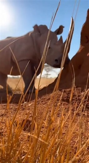 Rhino Charges Straight at the Camera — Dust Explosion at 0.2 Seconds#WildlifePOV #RhinoCharge#shorts