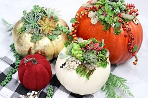 158K views · 32 reactions | This easy DIY succulent pumpkin tutorial will have you ready for fall in no time! Create a stunning Thanksgiving dinner centerpiece or the perfect fall decor! Full Tutorial: https://sweetredpoppy.com/succulent-pumpkin-diy/ | Sweet Red Poppy | Facebook