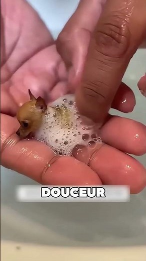 Le plus petit chien du monde 🤯❤️