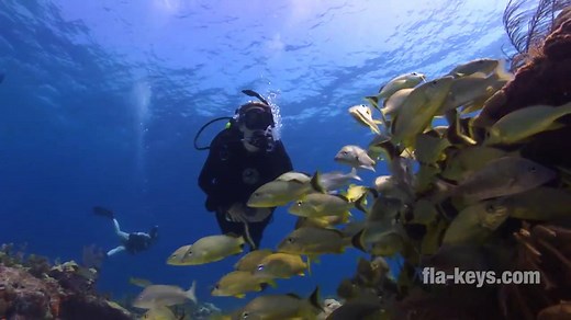 The Florida Keys National Marine Sanctuary is celebrating 25 years of protecting Keys waters … and the continental United States’ only living coral barrier reef. Celebrate that milestone by immersing yourself in the Keys’ vibrant underwater world. You can learn more at fla-keys.com or at floridakeys.noaa.gov. | The Florida Keys & Key West