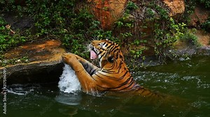 Bengal tiger eating meat and swimming in pond
