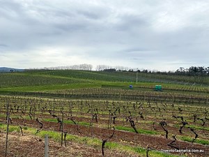 Best Tamar Valley Wineries: Everything You Need To Know