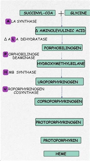 “Heme synthesis ENZYMES made easy! One mnemonic = total recall 🔬🩸🔥”