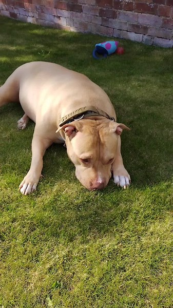 Grumio relaxing in the until #grumio #bully #bullyxl #BULLYLOVE #garden #sun