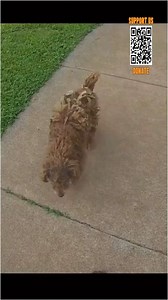 Rescuing two dogs mistreated by their owner. | Kitten's Planet