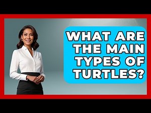 What Are The Main Types Of Turtles? - The Marine Life Explorer