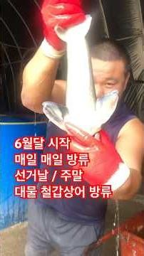 6월달 대물 철갑상어 폭탄 #낚시 #낚시터 #향어낚시 #fishing #대명낚시터 #붕어낚시터 #붕어낚시 #낚시조황 #낚시터추천 #장어낚시 #철갑상어 #철갑상어낚시 #떡밥낚시