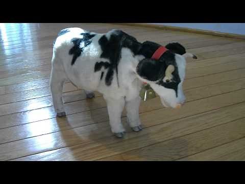 Josie the Cow Battery Operated Toy