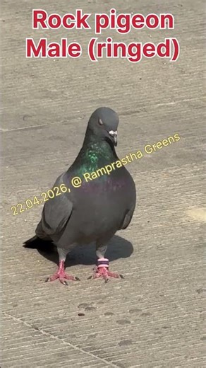 Rock pigeon also called feral,Street, city pigeon,city doves has life span of 6years. Pair for life