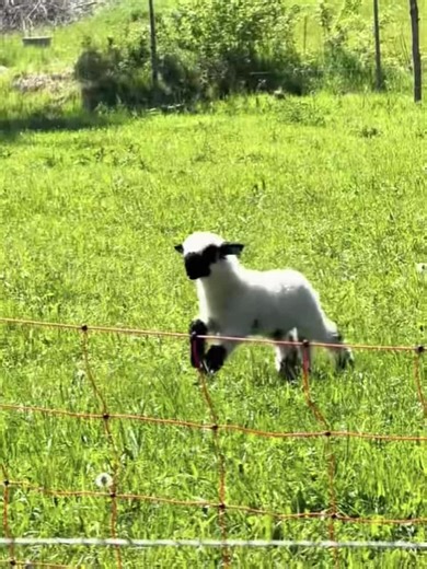 The little lamb that is hopping and jumping is the cutest. #The naughty and cute little lamb. #The cute little creature on the grassland. #Absolutely adorable! #Little lamb. #Cute and adorable pets. #Farm Diary.