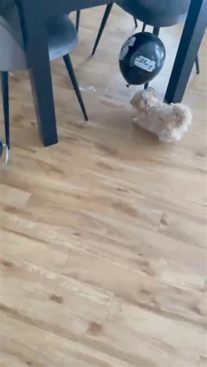 15K views · 266 reactions | Maltipoo VS BALOON#puppy #playing #dogplay #dog #maltipoo #cute #dogvideo #cutedogs #maltipoopuppy #puppies #puppylove #doglover #doglife #playtime | MLA Pets - My Little Angels | Facebook