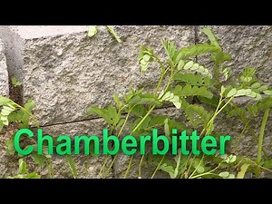 Chamberbitter – Garden Notes