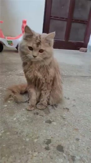 Help me #hantu #cosplay #horror #creepy #scary #cat #shorts