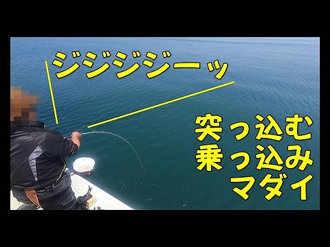 今シーズン最初の乗っ込みコマセマダイ釣行で好スタート！