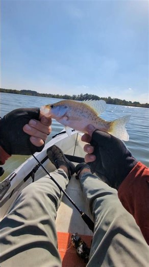 Catching a Crappie with Mule Fishing Donkey Tail Jr Soft Plastic Lure #fishing