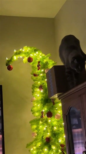 Cat vs Box 😭🐱 | Instant Fail