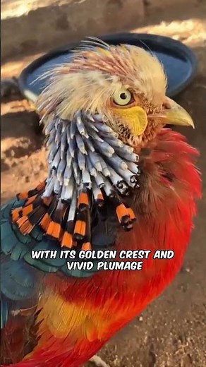 The Real Life Phoenix Bird #facts #animals #animalfacts