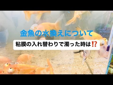 金魚の水換えについて解説！濁り方にもいろんなパターンがありますが、今回の濁りは粘膜の入れ替わりによる濁り！そうなった時どうすれば良いのか！