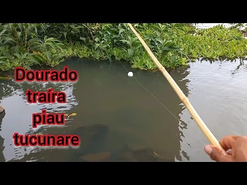 Pescaria no Rio turvo usando isca viva é fatal Dourado tabarana traíra tucunare e piau