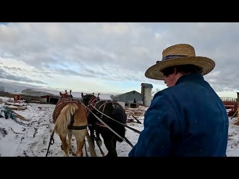Our Amish Hired Man is Giving Ken & Lady some Exercise!! // Cellulitis in Draft Horses #590