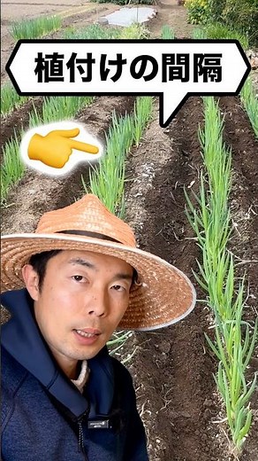 初心者でも、無農薬で美味しいネギを育てる方法！ #家庭菜園 #農業 #ねぎ
