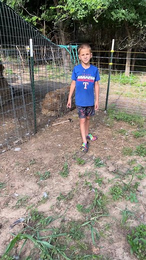 30K views · 964 reactions | He’s going to catch this predator. He thinks it’s a hedgehog.Lol #predator #farmlife #familyfriendly #fypシ゚ #pet #chicken #eddyfamilyfarm | Eddy Family Farm | Facebook