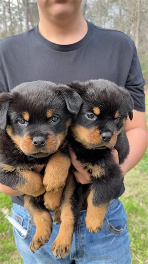 Rottweiler from Champion bloodlines German akc