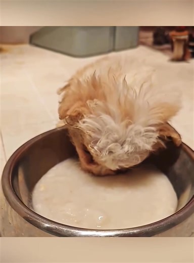 6.2K views · 233 reactions | The best dance battle you'll ever see...  #viral #fyp #trending #dog | Animals Pets | Facebook