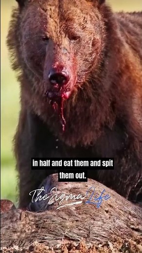 The DARK Truth about BEARS - Joe Rogan