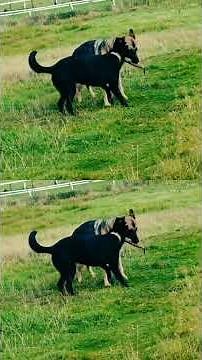 Scottish German Shepherds: The Best of Both Worlds