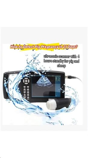 How to Detect Pig Pregnancy in 21 Days？#shorts # vet ultrasound#sheep