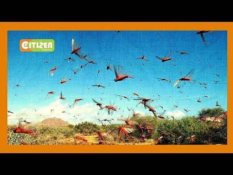 Swarm of locusts has been in Embu for several weeks