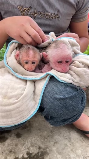 Monkey bibi latest video #cutemonkey #babymonkey #animal #monkeysoftiktok #foryou