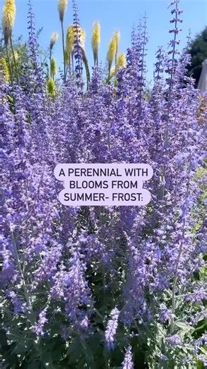 The bright purple flower spikes from Russian sage are irresistible. 🌱💜 For good reason, Russian sage has become very popular in the garden. Its light splash of color and airy texture create gorgeous layers in the garden, adding distinct separation between multiple plants in the same space. This perennial grows to about four feet tall, but there are smaller varieties. People may also add it to invoke a vertical interest in their landscape. These durable perennials bloom for over ten weeks in ho
