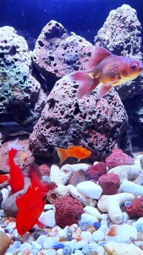 CAT TV Fish Tank catch the fish, video for cats to watch 😺🐠 #cattv #happycat