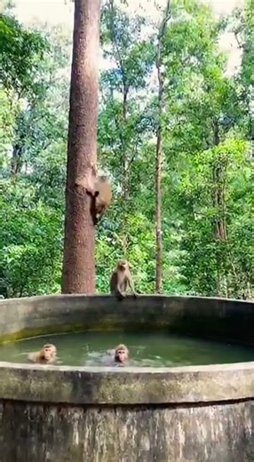 🐒Monkey's funny jumping🌳💦🤣😂 #monkey #subscribe #viralvideo