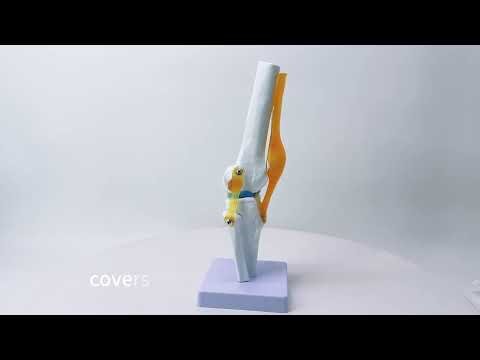 Functional Knee Joint Ligament Model | White PVC | Anatomy Teaching Display