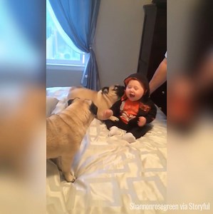 This baby and these pugs playing has just made my day 😂😂😂 | UNILAD