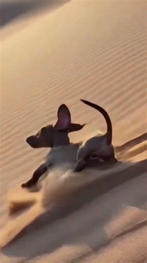 Exploring the endless dunes of the Namib Sand Sea#NamibSandSea#AnimalAdventure#FunnyAnimals