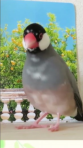 さえずりを熱唱する桜文鳥ここあ君【Birds VLOG】『Bird chirping』『Bird singing』【文鳥５羽】【鳥 VLOG】【放鳥風景】 #birds #文鳥 #放鳥