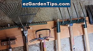 Comment faire pousser une haie Caragana 🌱 Conseils Jardiniers - Fr.ezGardenTips.com