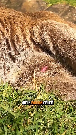 Un bébé kangourou naît minuscule, aveugle et sans défense, mais il doit pourtant accomplir un incroyable voyage jusqu’à la poche de sa mère juste après sa naissance. C’est là qu’il grandit en sécurité, se développe et se transforme peu à peu en un kangourou fort et autonome.#animaux #kangaroo #france #fyp