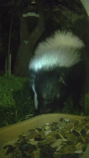 Skunk Eating at BirdFeeder | Backyard Wildlife.